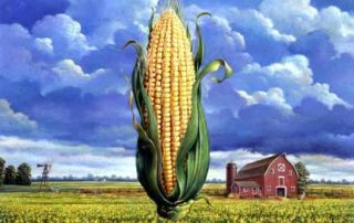 GMO CORN