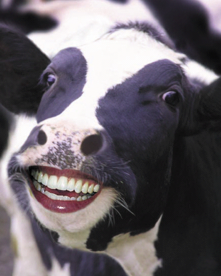Cows Eat GMO Corn