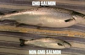 Salmon GMO Size