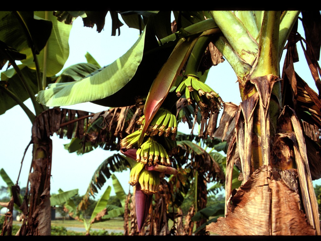 Ah, Bananas grow on trees. Or are they bushes?