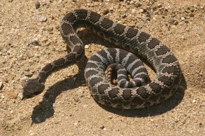 Southern Pacific snake