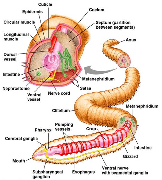 All About Worms and what's inside of them