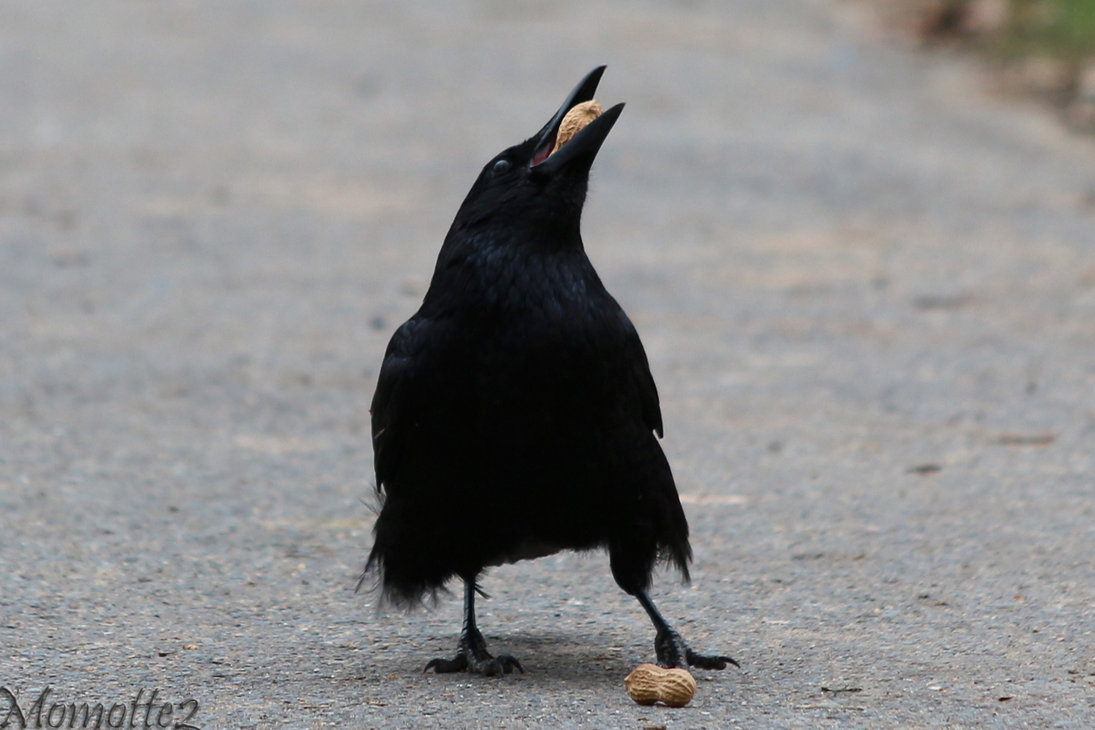 Crow Eating Nuts