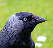 Crow eye