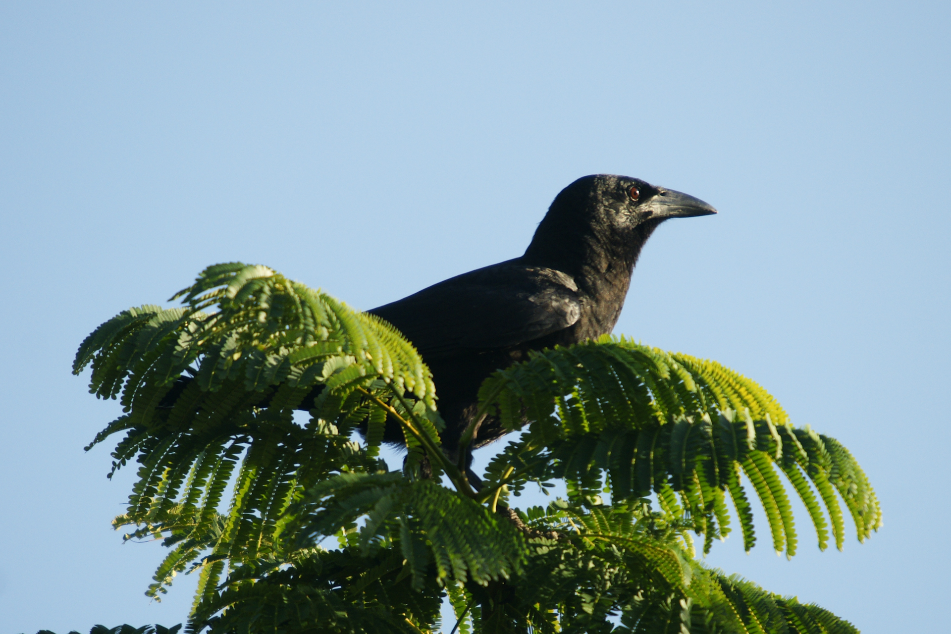 Crow in Tree Top