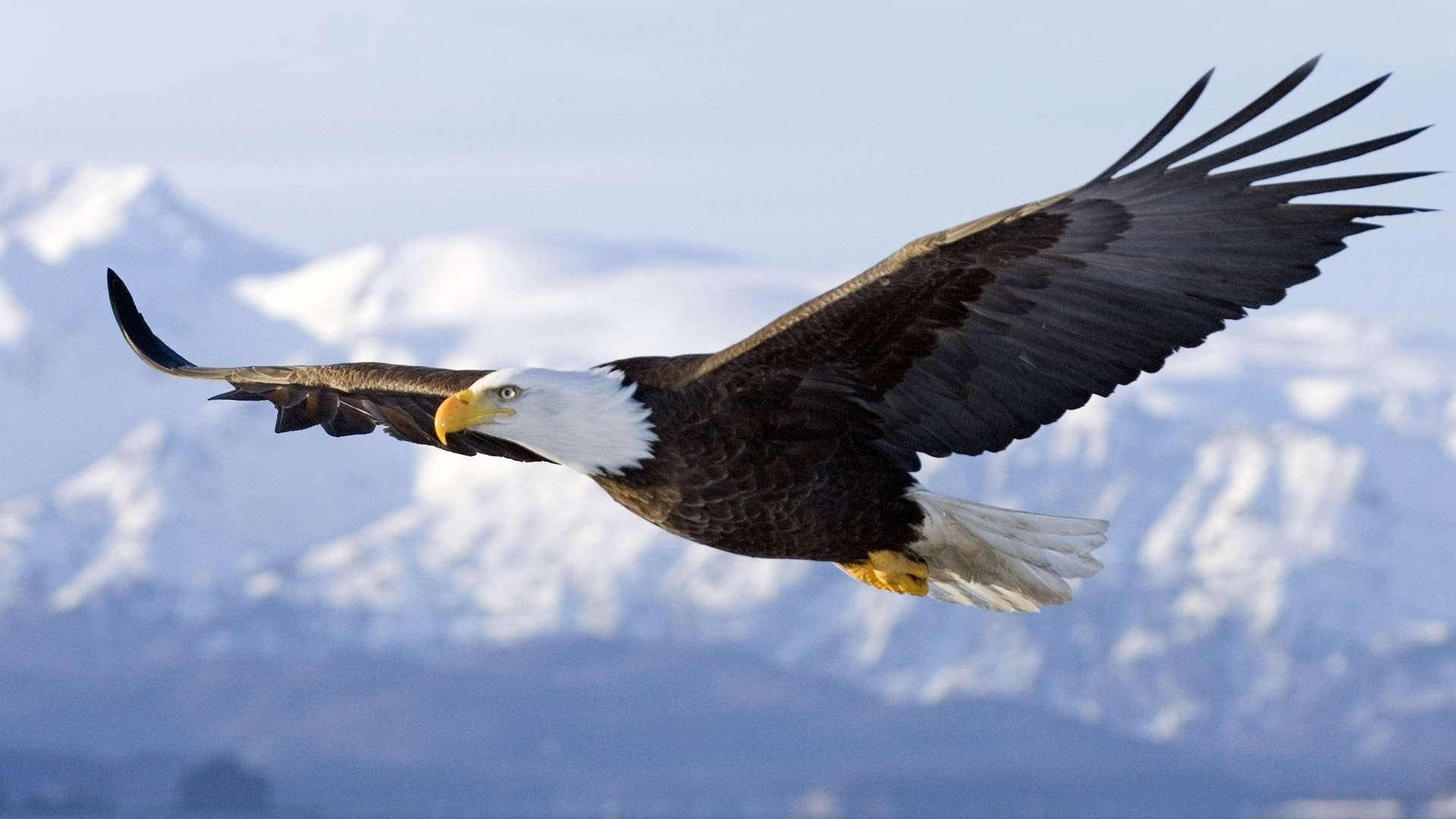 Eagle toughing the Great Spirit