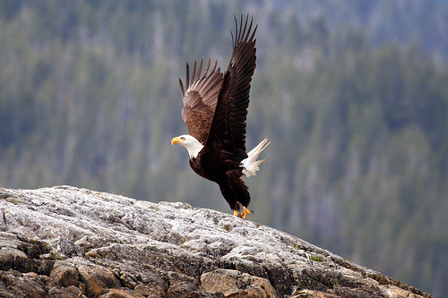 Eagle taking flight