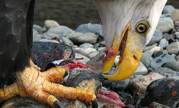 Eagle eating