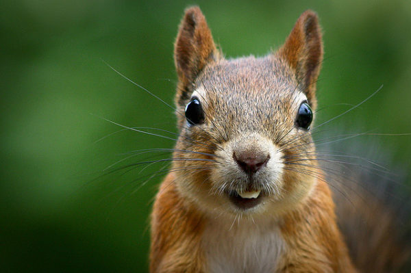 the-gathering-of-squirrel-medicine-is-a-great-gift-gather-magic