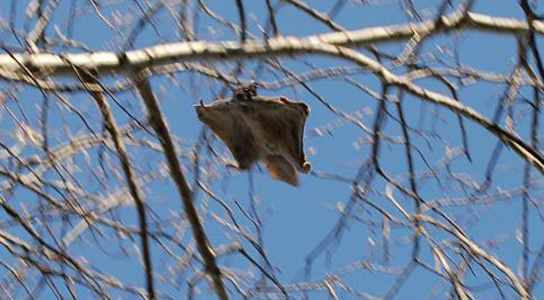 Flying Squirrel 