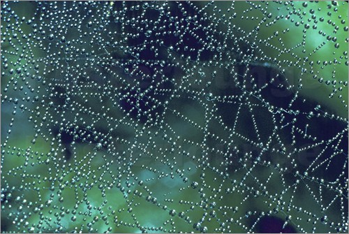 Spider Web 