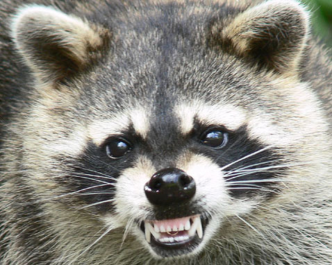 Raccoon Angry