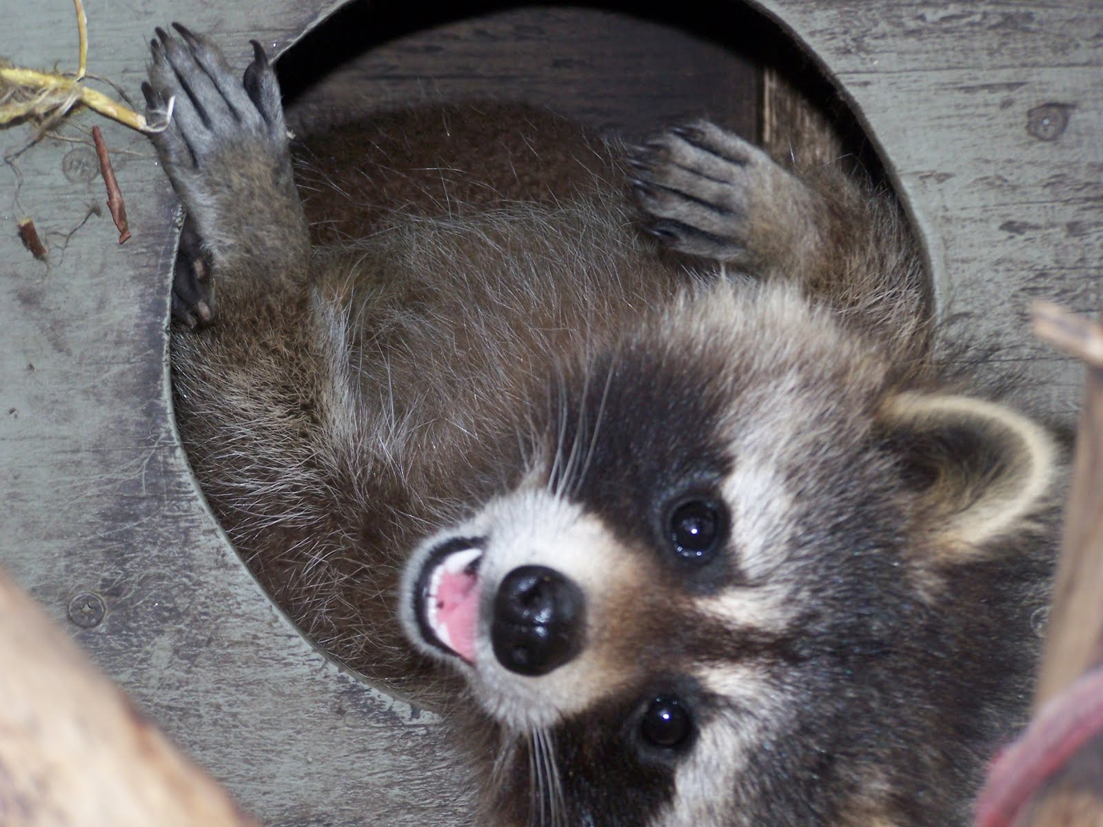 Raccoon in a can