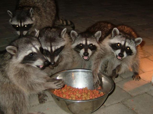 Raccoons eating together