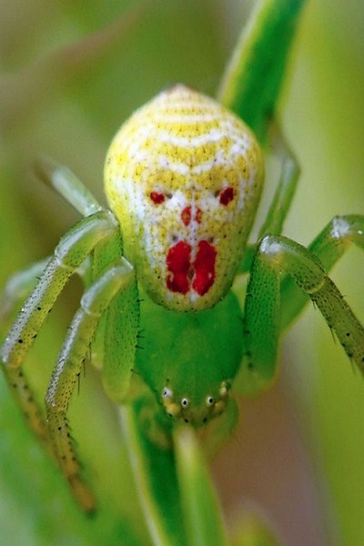 Spider with alien face