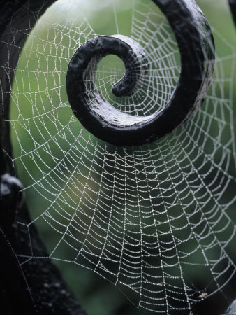 Spider web and Iron