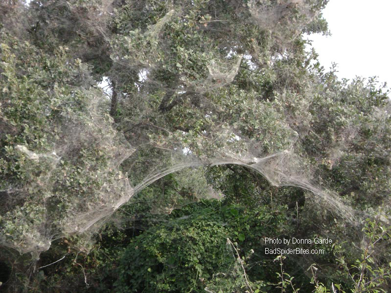 Spider Web in trees