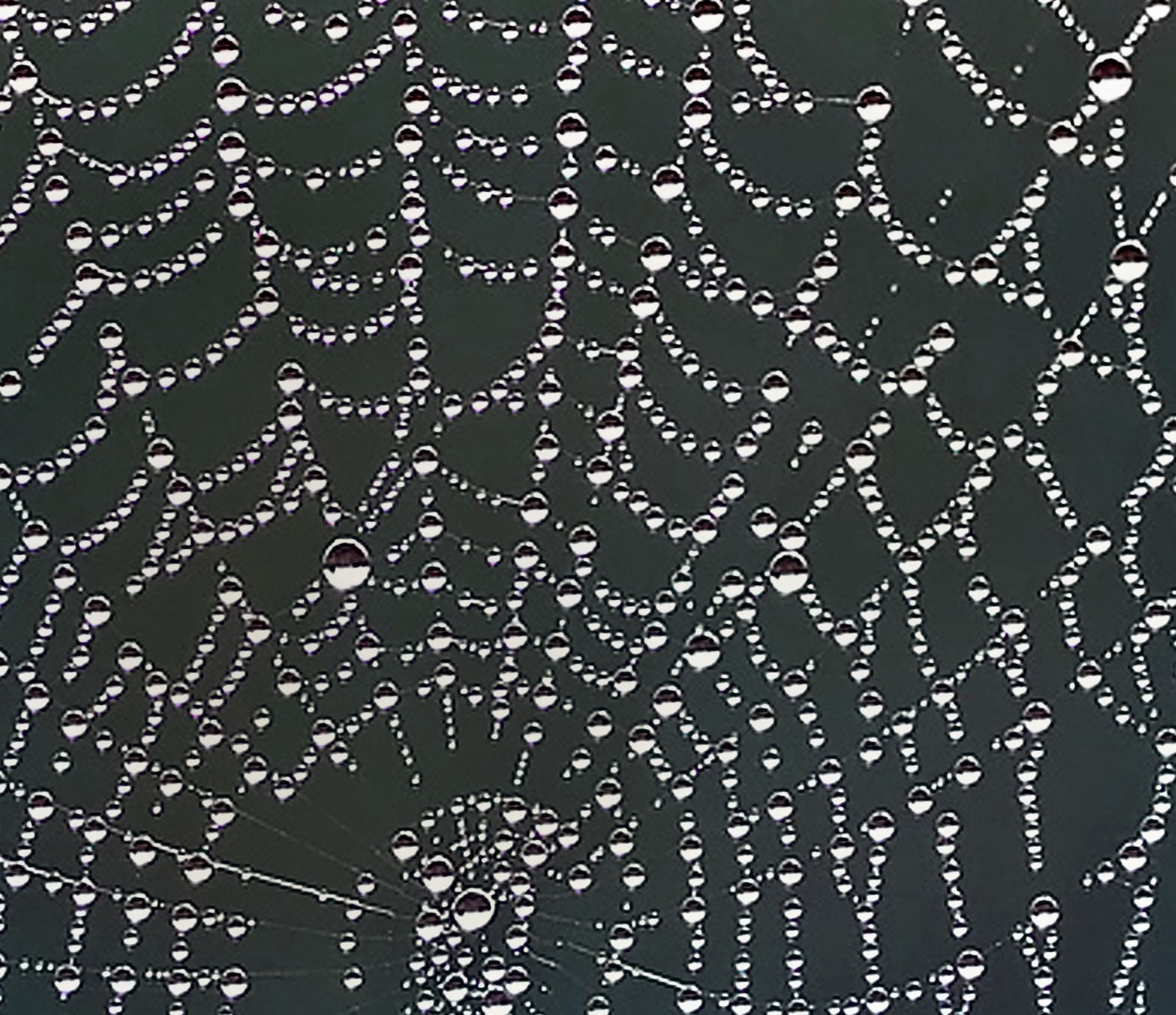 Spider Web Bubbles of Perceptionn