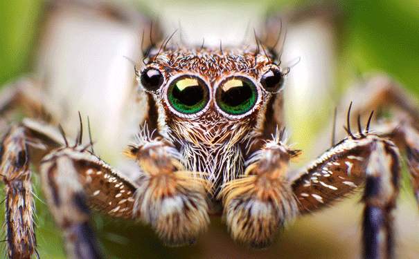Spider Eyes