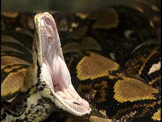 Yawning Snake