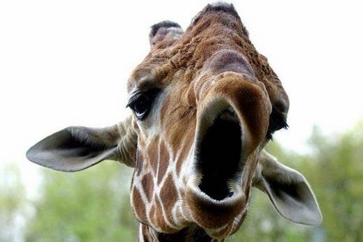 Yawning Giraffe