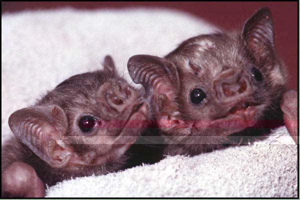 Babies Bats