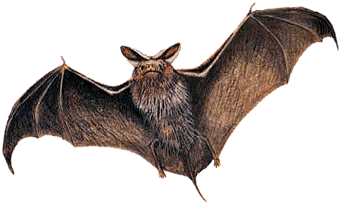Bat Medicine