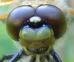 The face of Dragonfly