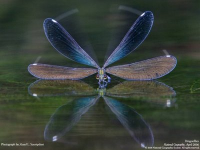 Dragonfly Reflections