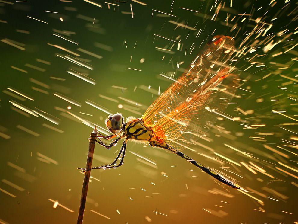 Dragonfly in the rain