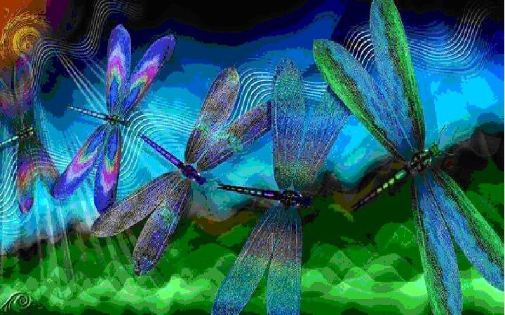 Dragonfly Medicine is the Principal of Vibration
