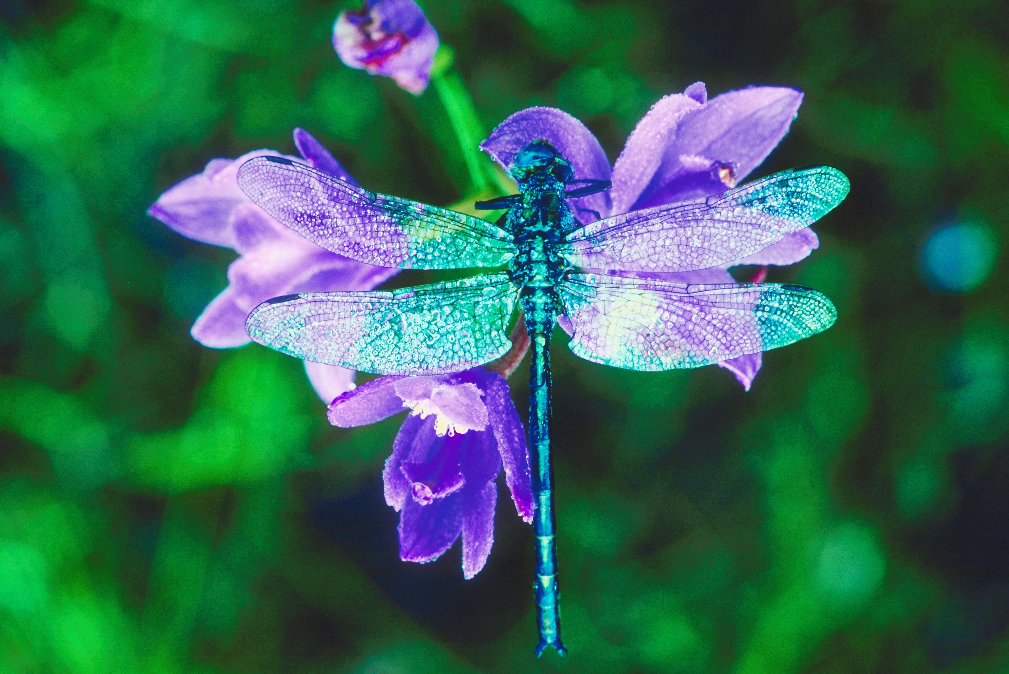 Dragonfly on flower