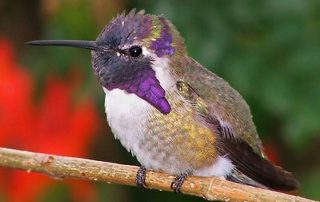hummingbird medicine