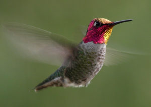 Oh, Hummingbird Power of intent