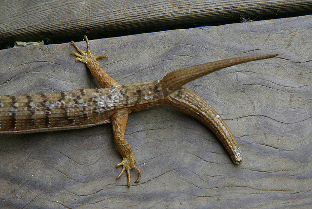 Two Tailed Lizard