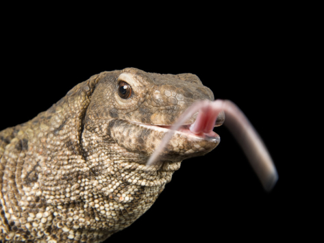 Lizard tongue