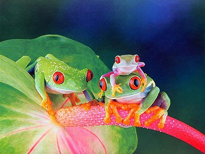 Colorful Frogs