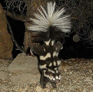 Skunk Medicine Spray