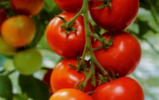 Saving Heirloom Tomato Seeds