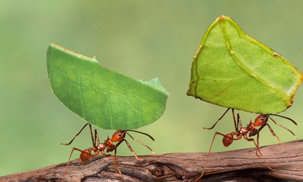 cutter leaf ant queens for sale us