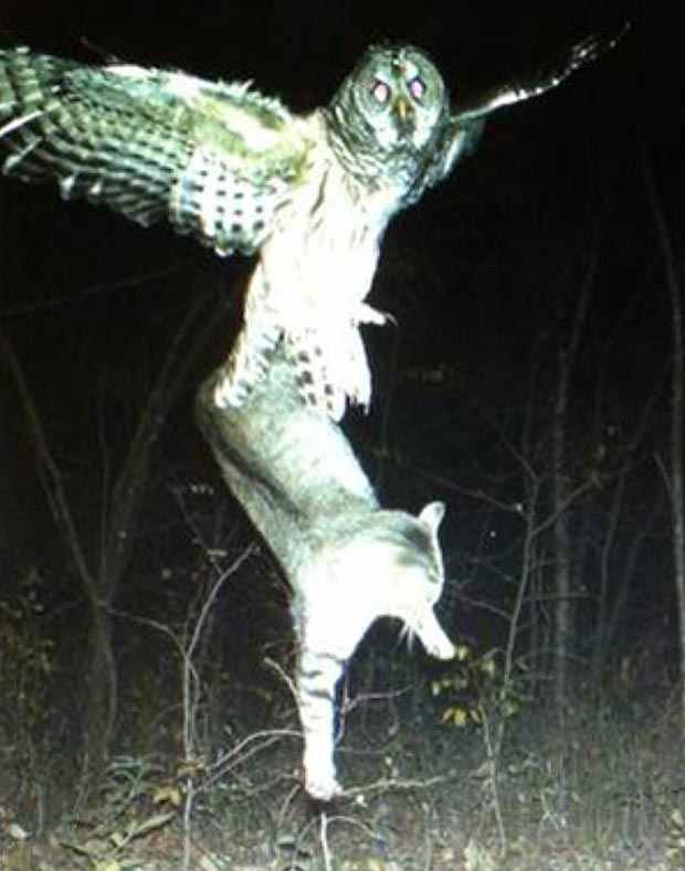 Owl hunting cat