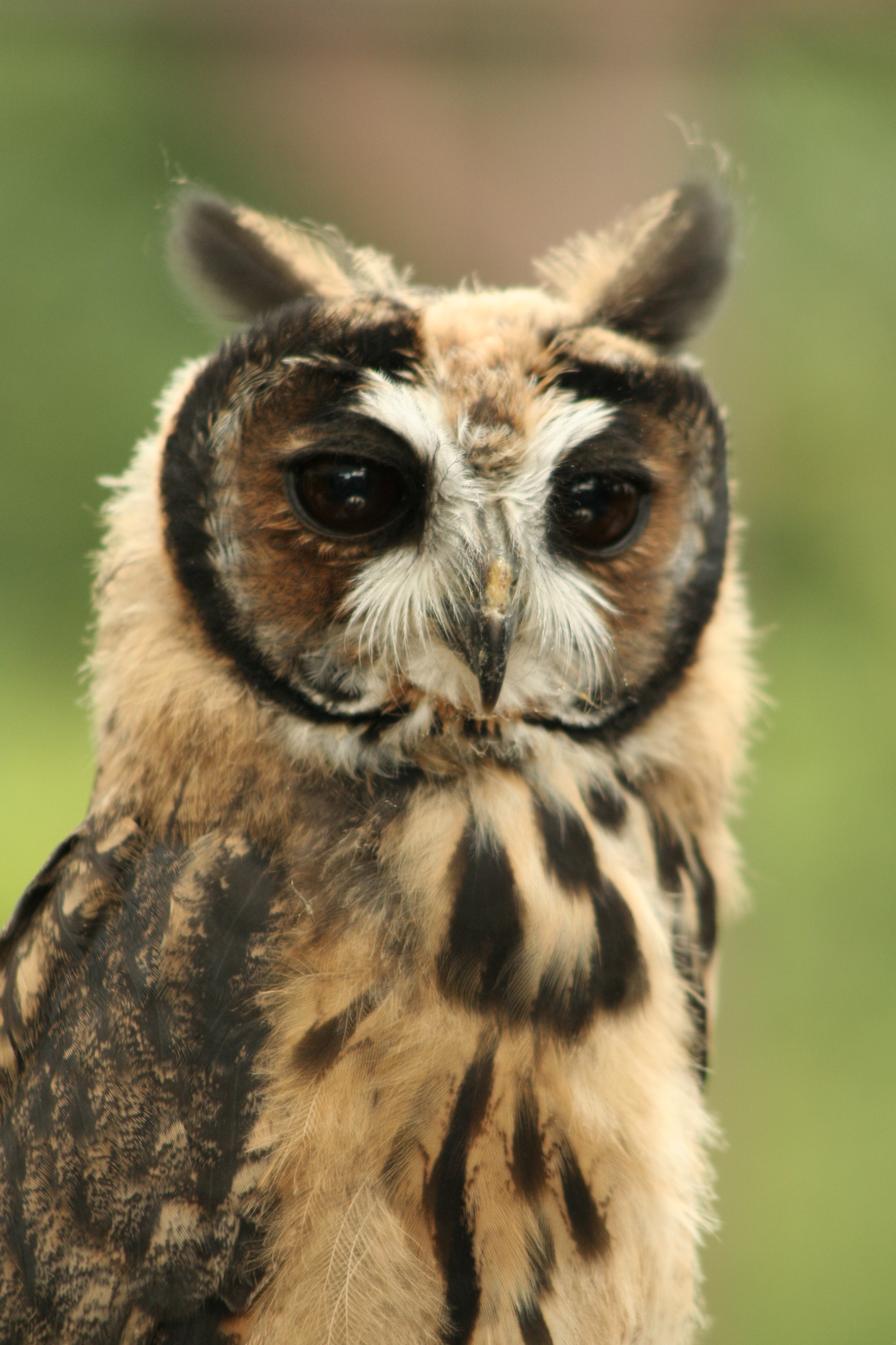 Peruvian_ Striped_Owl