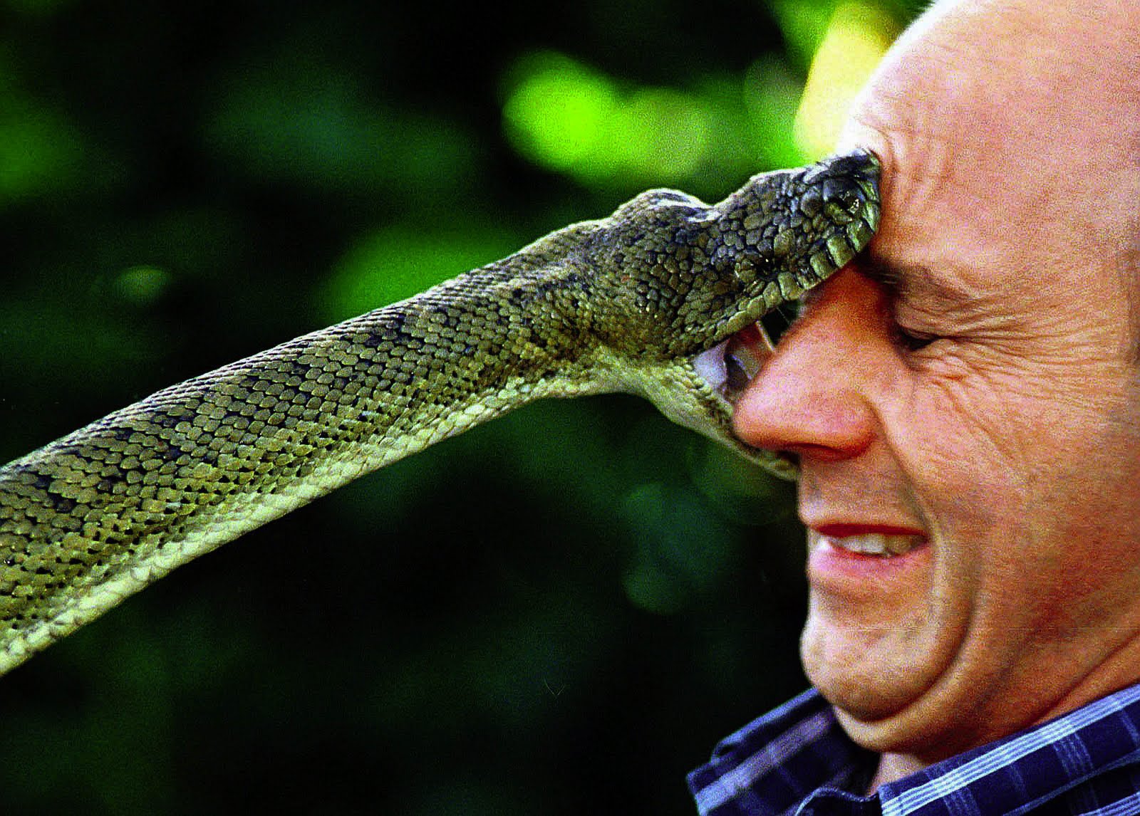 Snake Bites face of man