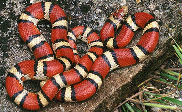 Non Venomous Red milk Snake