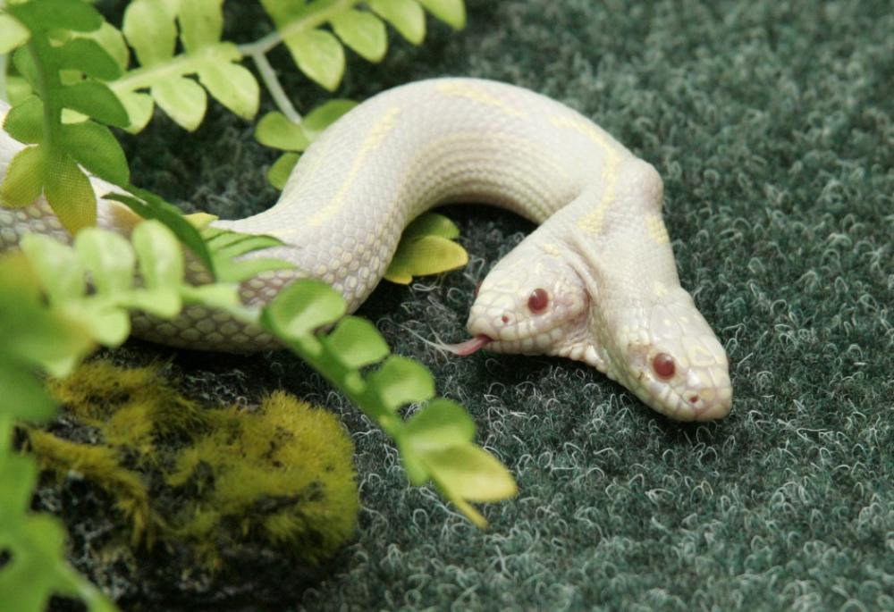 Two headed Albino Snake