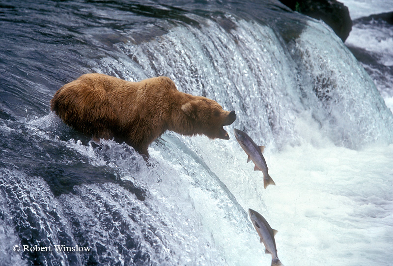Bear Fishing for Salmon