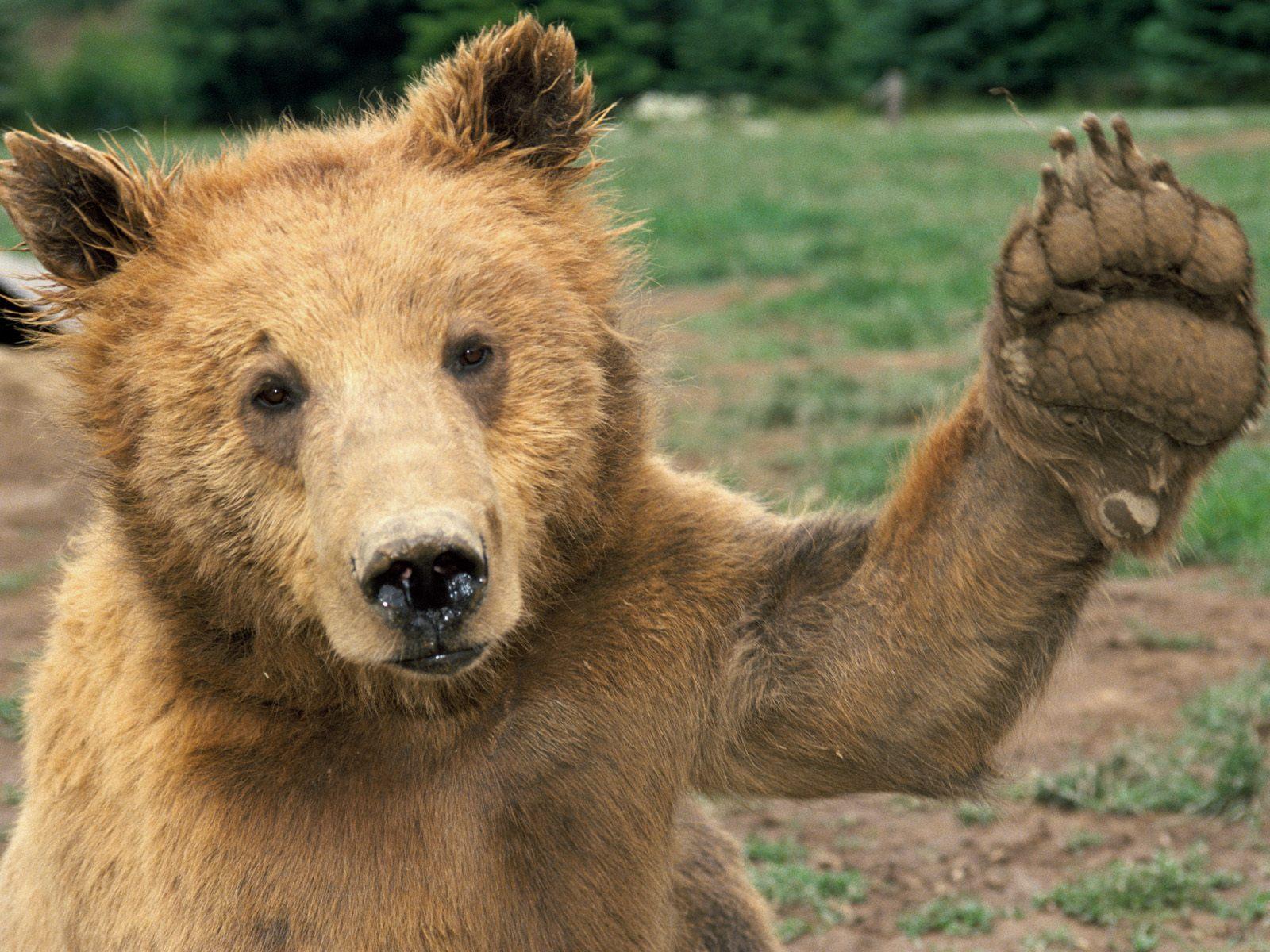 Bear waving Hello