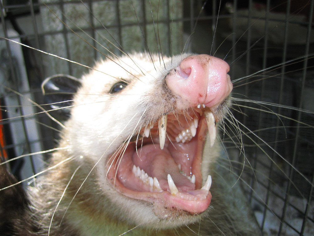 Mad Opossum