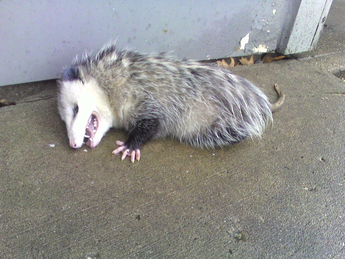 Opossum Medicine The Art of Stalking 4 Doowans Awareness