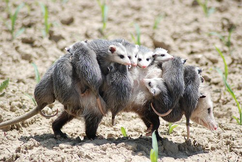 Opossum Medicine Mother